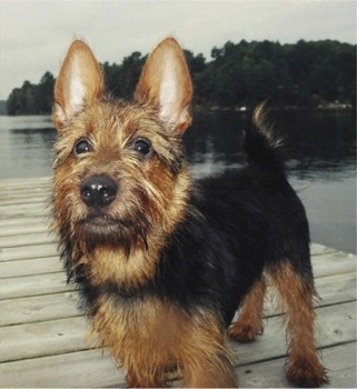 TERRIER AUSTRALIAN